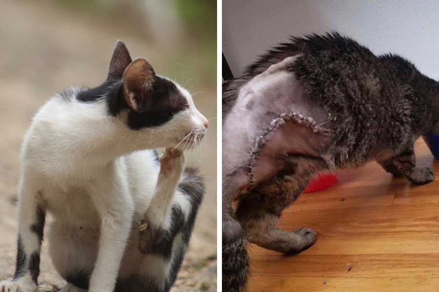 Phân biệt tình trạng mèo bị viêm da và ung thư da.