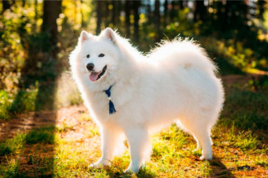 Chó Alaska sở hữu bộ lông dày và xù.