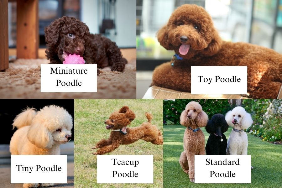 Poodle được chia thành ba dòng chính và hai dòng không được công nhận.