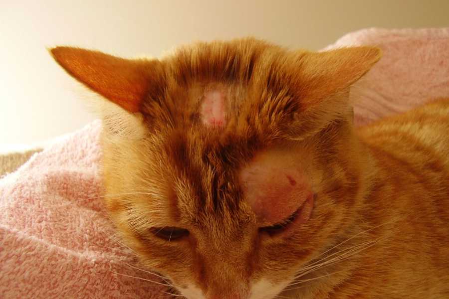 Mèo sau khi hồi phục sẽ gặp tình trạng lông rất thưa và mỏng.
