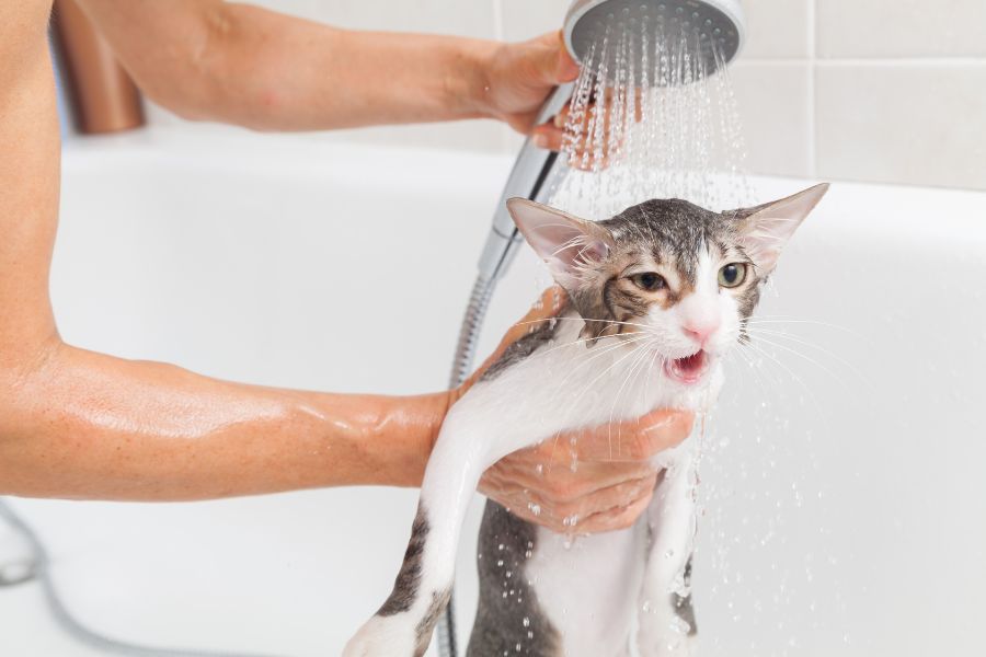 Tắm rửa định kỳ 2 - 3 lần/ tuần giúp mèo tam thể luôn sạch sẽ, phòng bệnh da liễu.