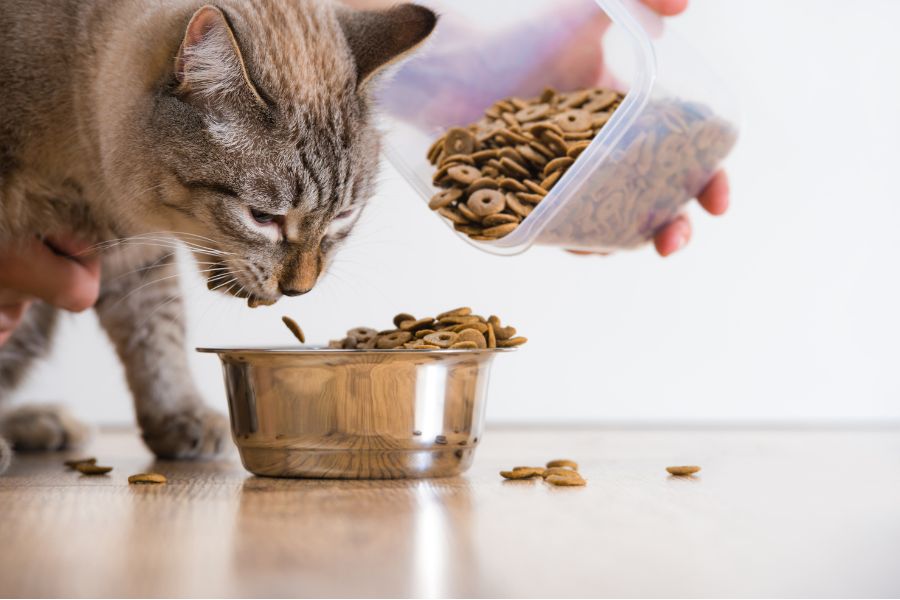 Thay đổi thức ăn đột ngột thường là nguyên nhân phổ biến gây ra tình trạng mèo bị nôn ra thức ăn.