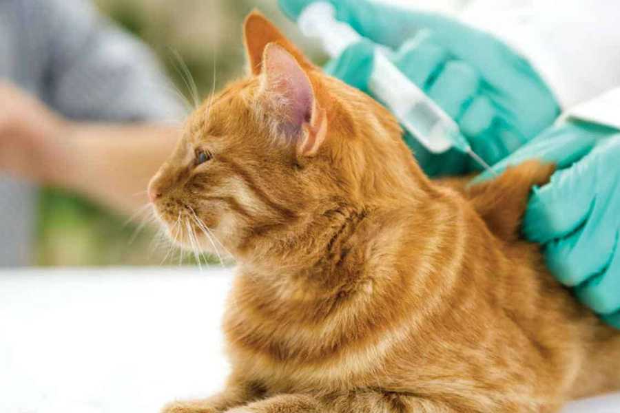 Bệnh viêm da ở mèo do chế độ dinh dưỡng bị thiếu.