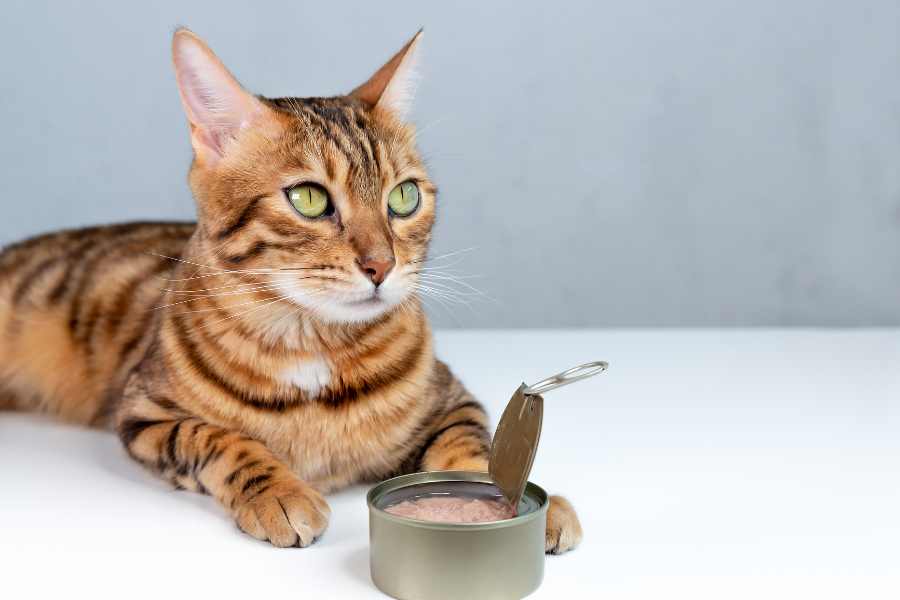 Mèo Bengal tương đối dễ ăn và chúng có thể ăn nhiều loại thức ăn khác nhau.