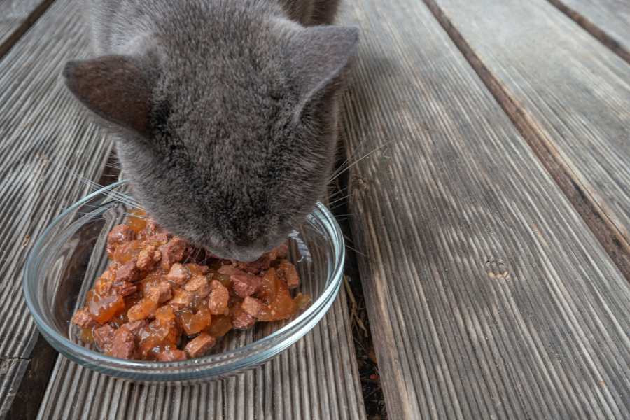 Mèo Nga là rất thích ăn thịt, vì thế chế độ ăn cần bổ sung nhiều thịt khác nhau.