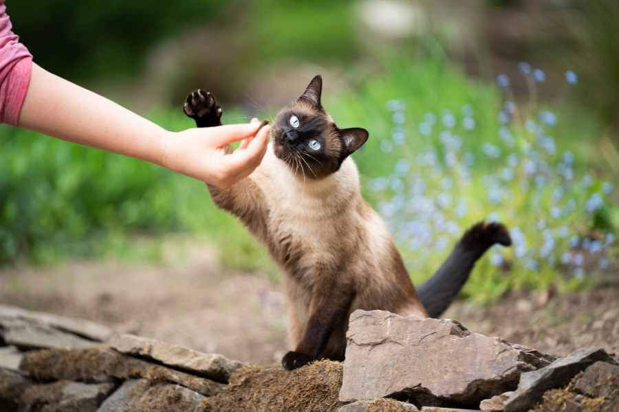 Có thể cho mèo ăn hạt khô kết hợp với pate mèo.