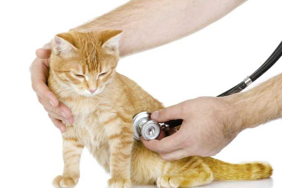 Trên thị trường có nhiều loại thuốc trị nấm và viêm da cho mèo khác nhau.