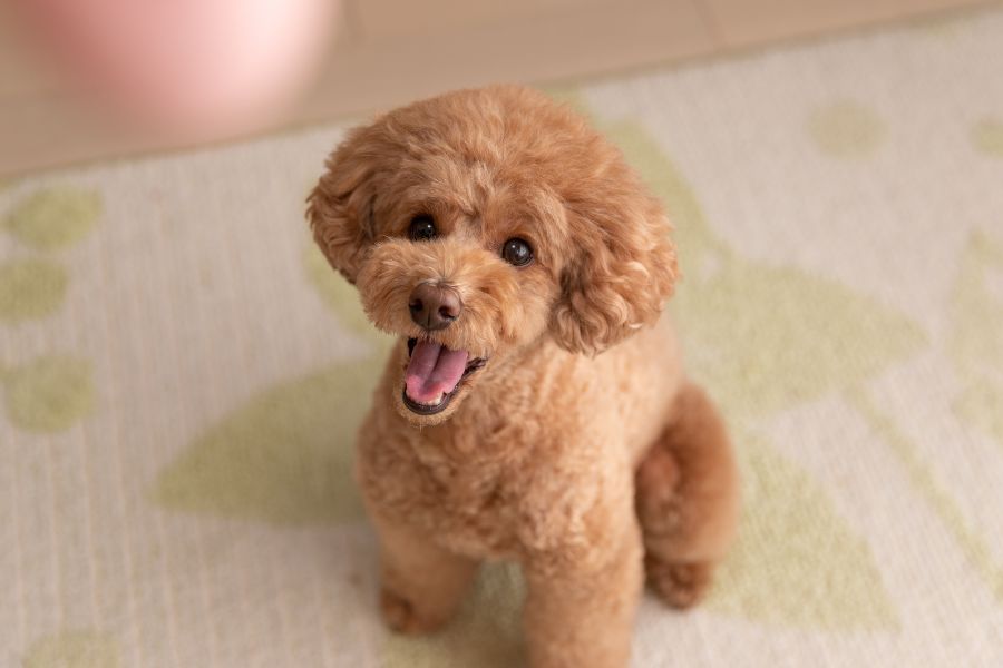 Toy Poodle là một trong những giống chó phổ biến nhất trên thế giới, bao gồm cả Việt Nam.