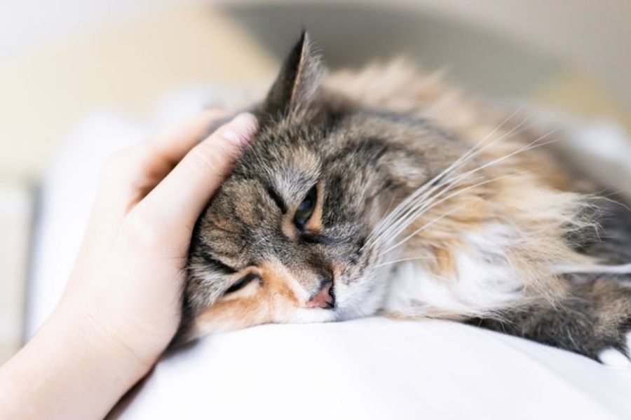Một số triệu chứng thường gặp khi mèo xuất hiện tình trạng suy giảm bạch cầu.