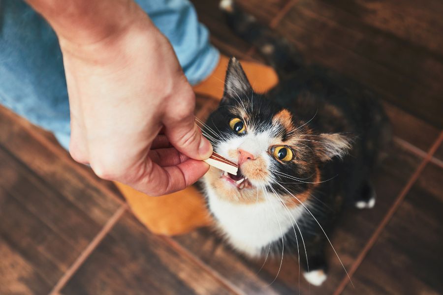 Sử dụng bàn chải để vệ sinh răng miệng cho mèo tam thể.