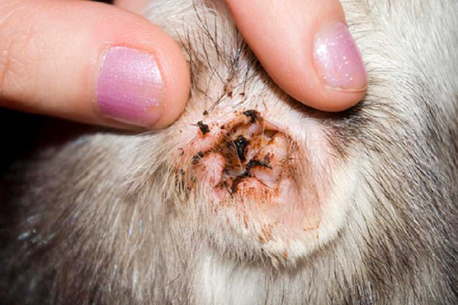 Ve tai là loài ký sinh trùng nhỏ thích sống trong sáp và dầu bên trong tai mèo.