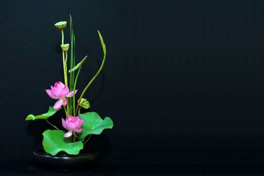 Cắm hoa sen theo phong cách Ikebana Nhật Bản thích hợp cho những gia chủ ưa chuộng vẻ đẹp nhẹ nhàng và thanh tao.