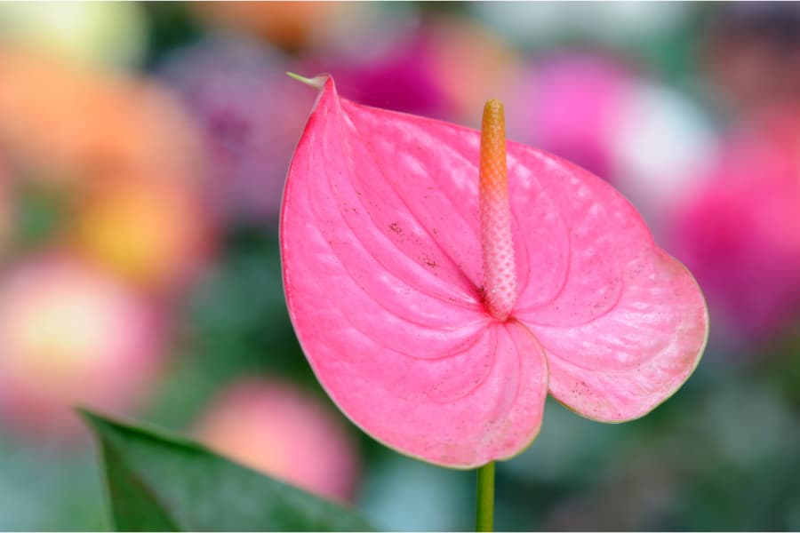 Cây hoa Hồng Môn có nguồn gốc từ Ecuador và Colombia.
