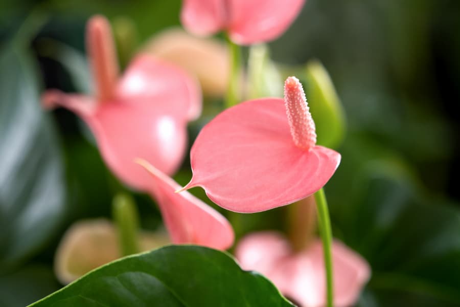 Cây hoa Hồng Môn mang đến nhiều ý nghĩa tích cực trong cuộc sống.