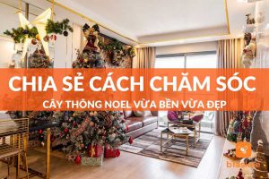 cách chăm sóc cây thông noel