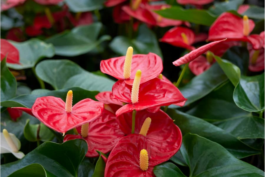 Có nhiều loại Hồng Môn với màu sắc, hình dạng hoa khác nhau.