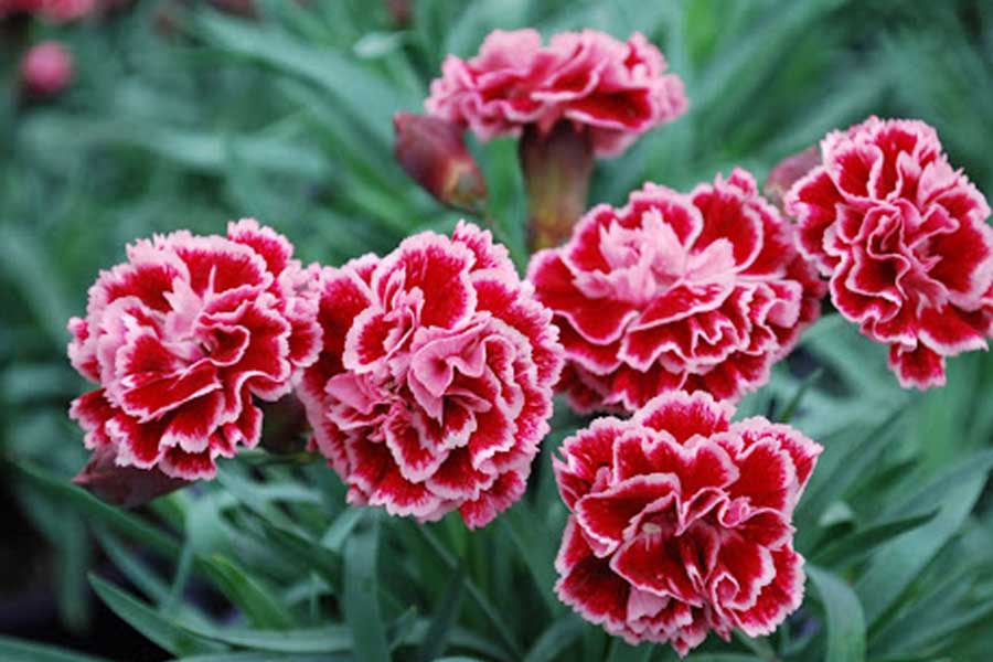 Hoa cẩm chướng mang vẻ đẹp rất riêng biệt.