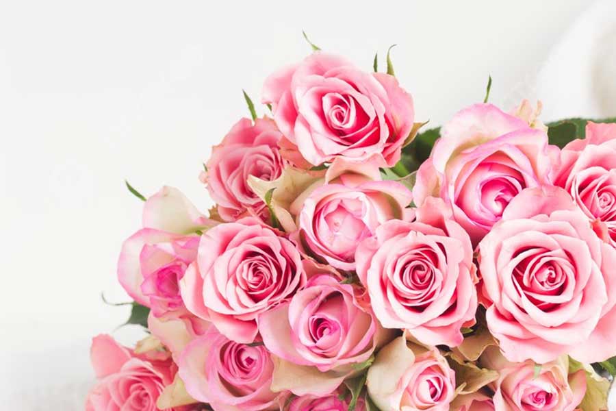 Hoa hồng là loại hoa 20 11 phổ biến nhất, được nhiều người lựa chọn tặng thầy cô.