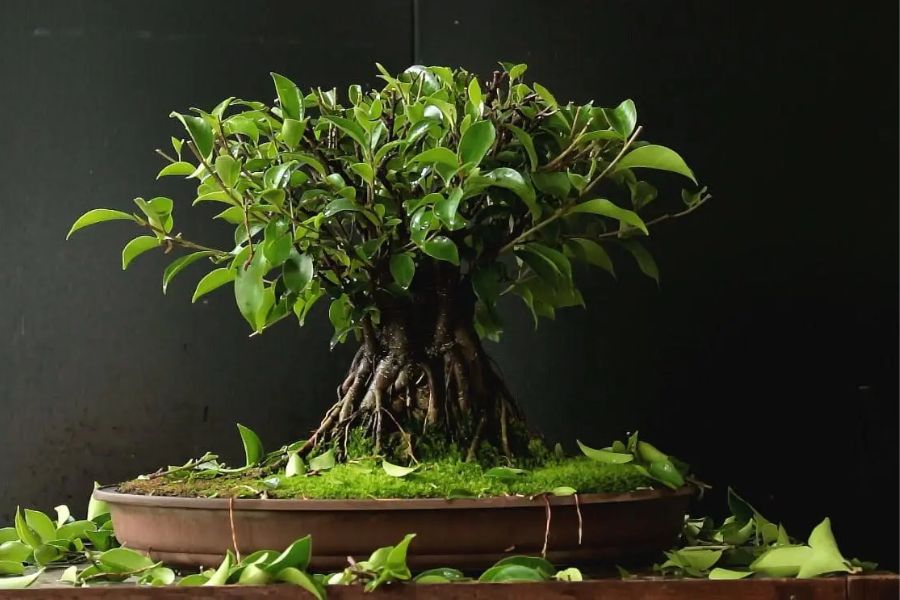 Cây sanh có thể cắt tỉa thành nhiều dáng bonsai đẹp mắt, thu hút.