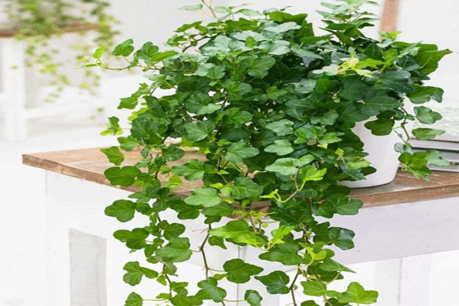 Những loại cây trồng trong nhà tốt cho sức khỏe: Trồng cây thường xuân trong nhà giúp hút bỏ nấm mốc trong không khí.
