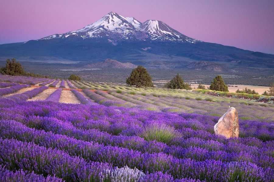 Ngắm hoa lavender trên đất nước Pháp.