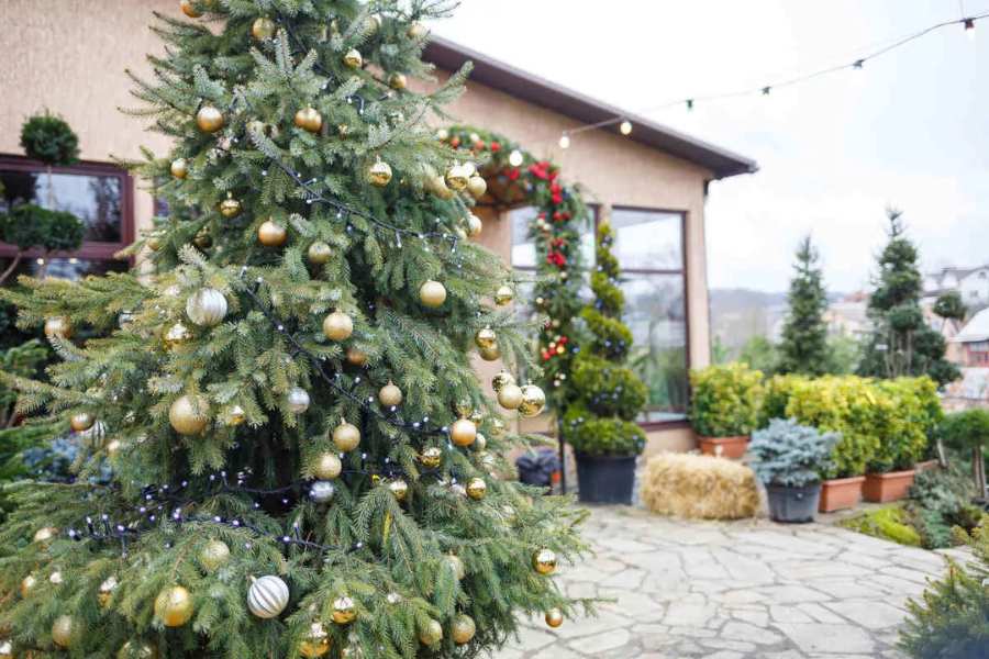 Bạn có thể điểm tô một vài trái châu lên cây thông Noel để sân vườn thêm lung linh.