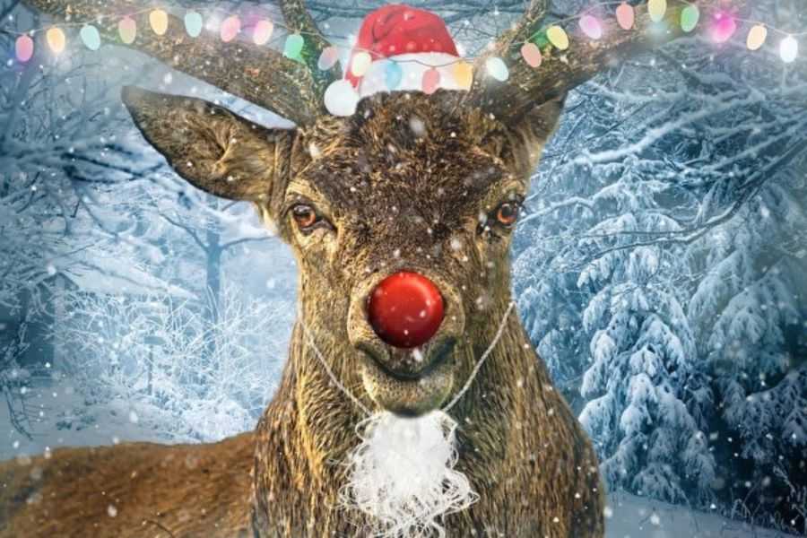 Chú tuần lộc Rudolph có chú mũi đỏ dẫn đường.