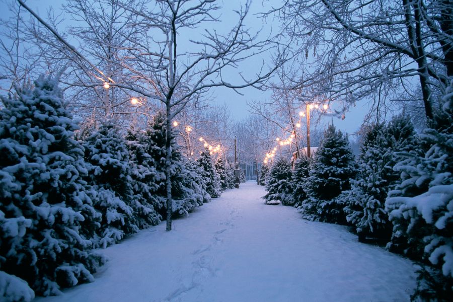 Hình ảnh Giáng Sinh cây thông Noel gắn liền với câu chuyện thần thoại Bắc Âu.