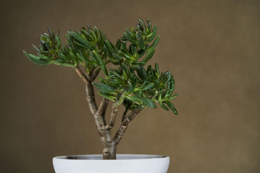 Cây ngọc bích là một loại cây may mắn có nguồn gốc tới từ châu Âu.