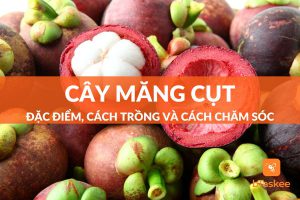 cây măng cụt