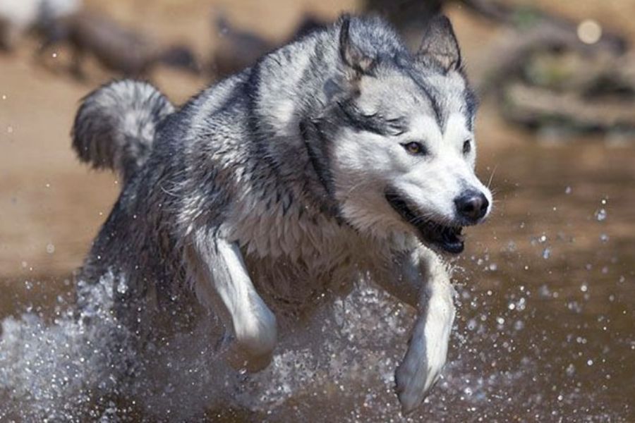 Chó Alaska thường bị sốc nhiệt vào mùa hè.