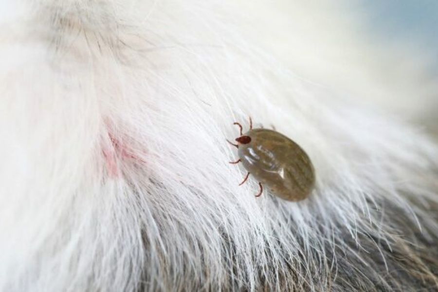 Ve chó ký sinh trên da và lông của chó Alaska