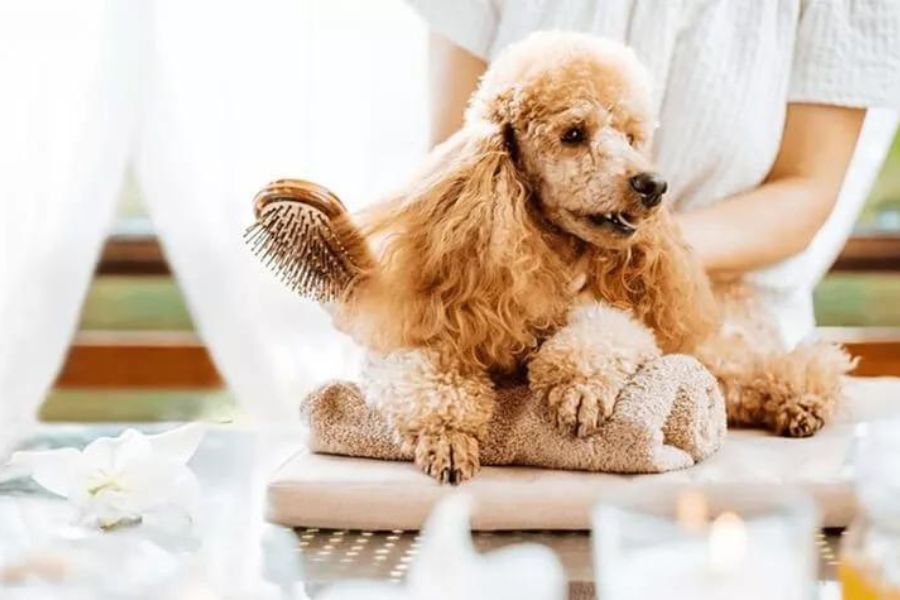 Chăm sóc lông chu đáo cho chó poodle bị viêm tuyến bã nhờn.