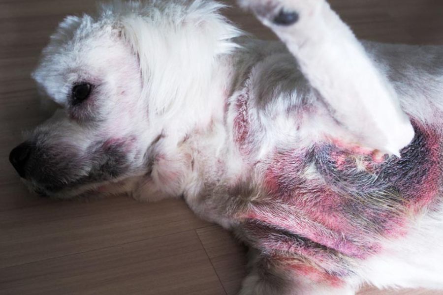 Chó Poodle bị viêm da dị ứng.