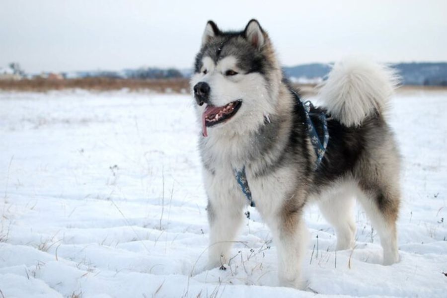 Chó Alaska có ngoại hình to lớn và hiền lành.