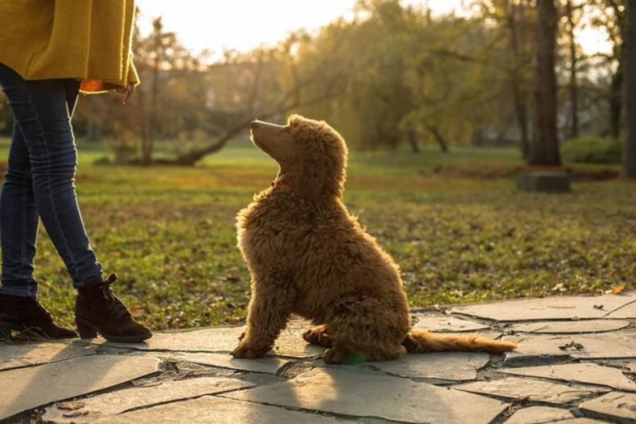 Huấn luyện chó Poodle biết tên gọi đơn giản tại nhà.