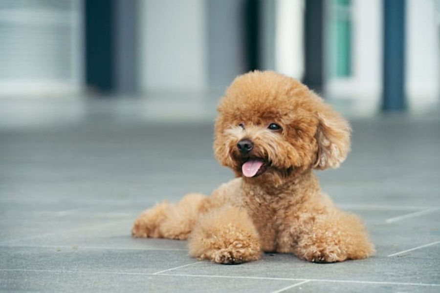 Huấn luyện chó Poodle không ăn bậy giúp bảo vệ sức khỏe cho thú cưng.