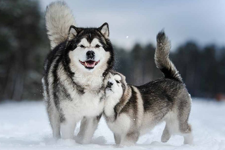 Chó Alaska có nguồn gốc từ xứ lạnh.