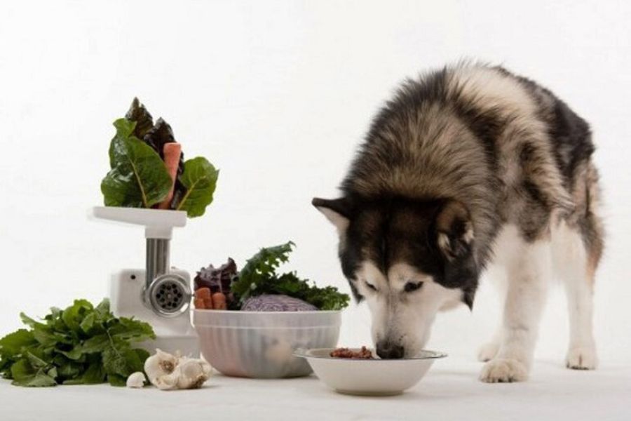 Chó Alaska cần bổ sung đầy đủ các chất dinh dưỡng trong khẩu phần ăn.