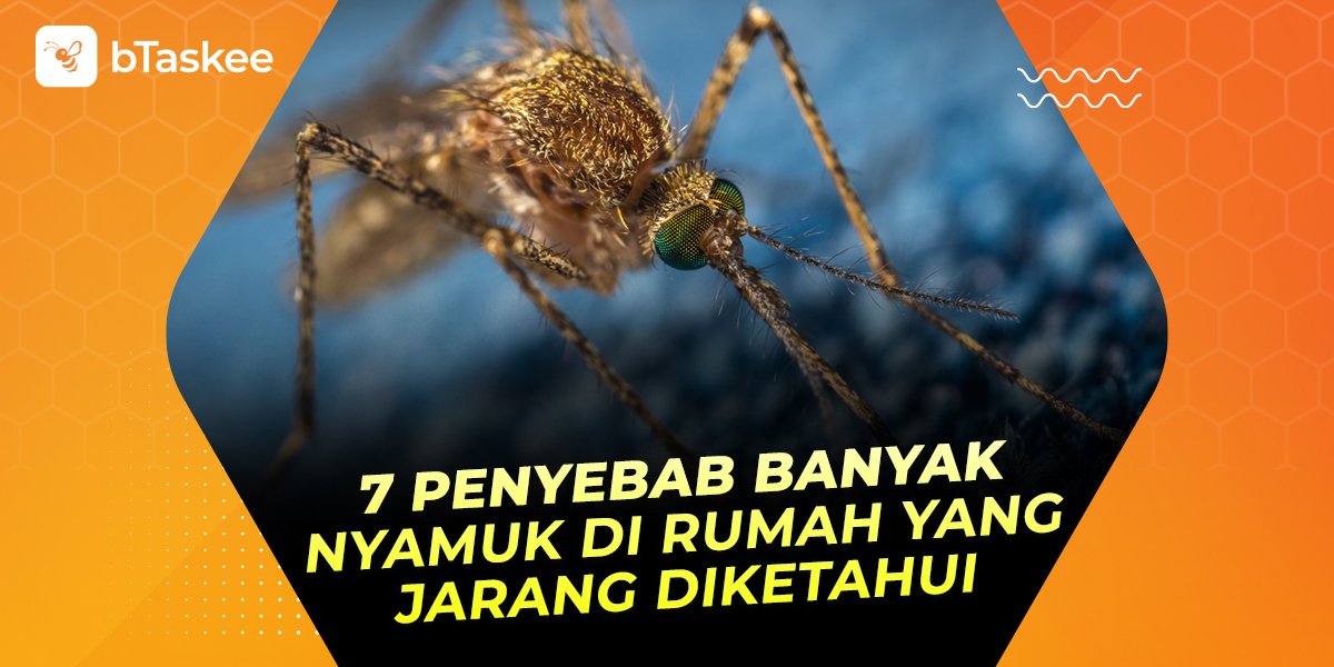 penyebab banyak nyamuk di rumah