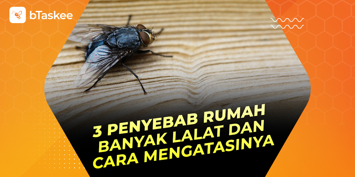 Penyebab banyak lalat di rumah