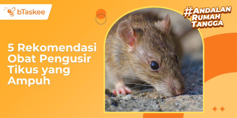 Rekomendasi Obat Pengusir Tikus yang Ampuh