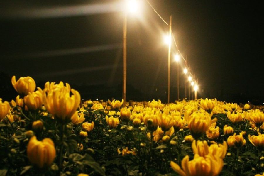 Lắp đặt hệ thống đèn chiếu sáng ban đêm cho vườn hoa cúc.