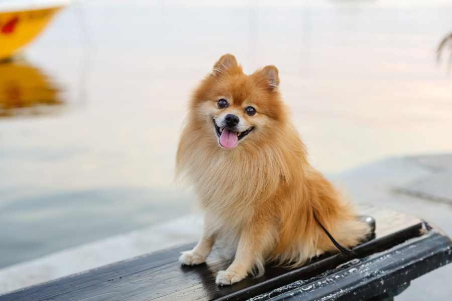 Chó Phốc lai Nhật cũng thường gặp các vấn đề liên quan đến tim mạch.
