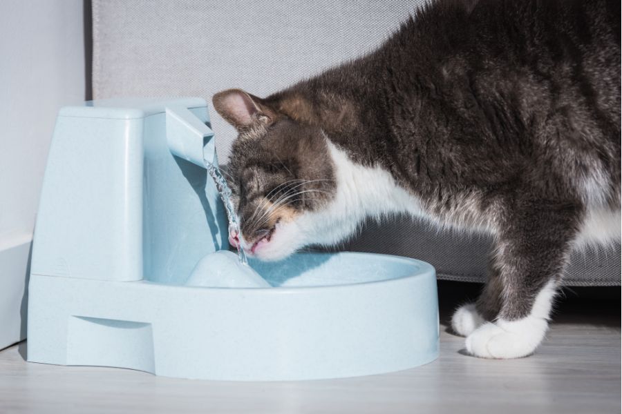 Khi mèo thở hổn hển nên cho chúng bổ sung thêm nước cho cơ thể.