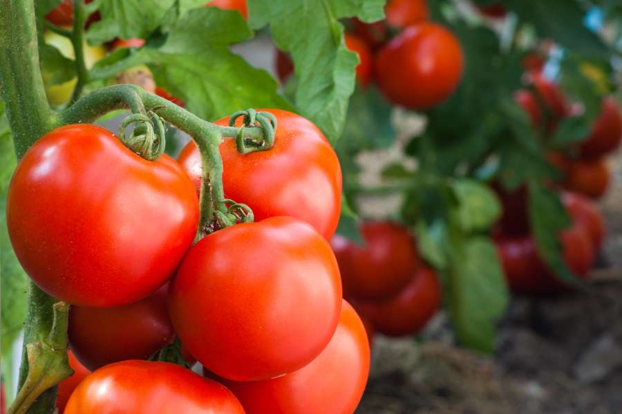 ”Nhà máy dinh dưỡng” - cà chua mang đến sức khỏe lành mạnh.