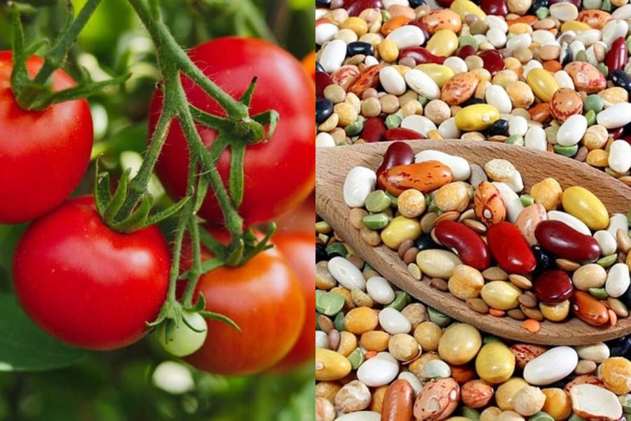 Cà chua và đậu là những nguồn dưỡng chất phong phú.