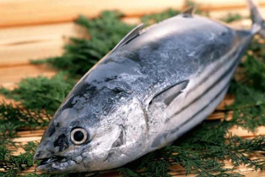 Cá ngừ cung cấp lượng lớn chất đạm cho sự phát triển cơ bắp.
