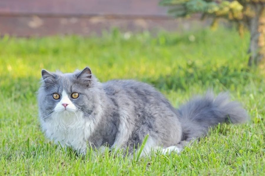 Một số chứng bệnh thường xuất hiện ở mèo Bicolor.