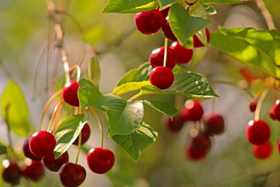 Rệp là bệnh thường gặp ở cây Cherry đang độ đậu quả.